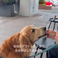 お菓子をもらう大型犬
