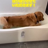 お風呂で水しぶきをあげる犬1