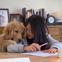 女の子の肩に顔を乗せる犬