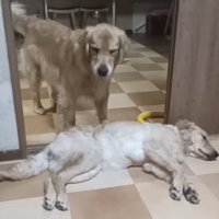 お姉ちゃんをフル無視…