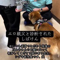 動物病院を訪れたごんちゃん