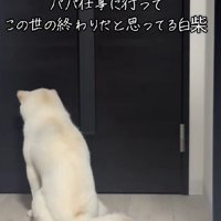 パパが仕事に行ってしまった