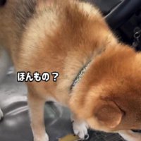 「これは本当に現実？」