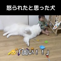 ペロペロしようとしています