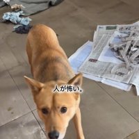 人が怖いあい君