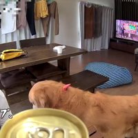 ベンツくんの健康を祈るパパ