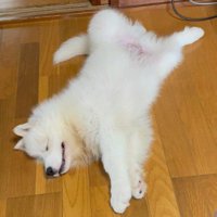 最強の癒し系わんこでした！！