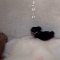 ハスキーのお腹に乗って…