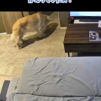 玄関から物音がして見に行く犬