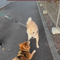 お友達に会った時のぽんた君4