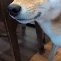 飼い主さんを見るポン太くん