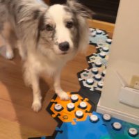 男性の顔を見上げる犬