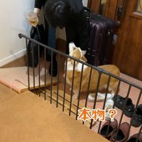 「本物のお兄ちゃん？」とお顔を見て確認