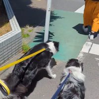 ママの機嫌が悪い時のワンコたちの行動