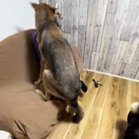 つな君の愛情表現5