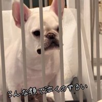 顔を柵から離す犬