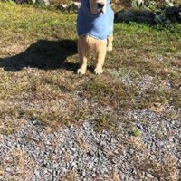 遠くで鳴る車のエンジン音に耳をそばだてる犬