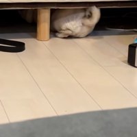 お尻を向けるしーちゃん