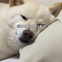 枕に顔を乗せて眠る犬
