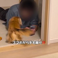 犬の後ろ姿2