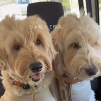 笑顔の犬と眠そうな犬