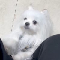 動物病院を訪れた