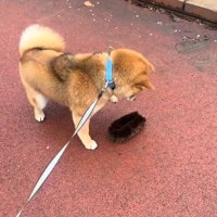 またびっくりするりんちゃん