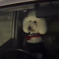 チラチラ様子を伺うことも
