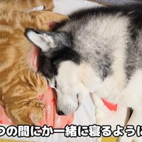 添い寝をするほど仲良しに♪