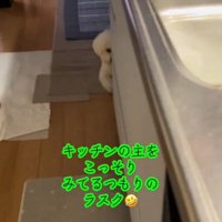 キッチンの隅から飼い主を見つめる犬