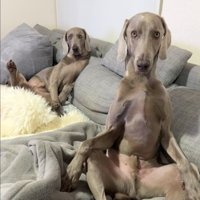 後ろでくつろぐ犬