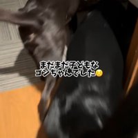 クッションを咥えてリビングを歩く黒ラブの後ろ姿