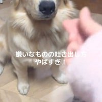 Ｑ太くんにみかんを投げたら2