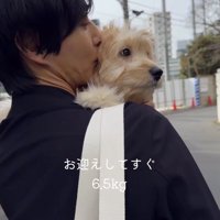 男性に抱っこされながら遠くを見つめる子犬
