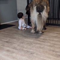 娘さんの手を舐めるバオバオくん
