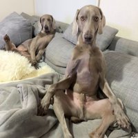 ソファに座る犬たち