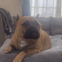 びっくりした顔で飼い主さんを見る犬