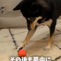 ボールで遊ぶはるちゃん3