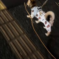 軽やかな足取りでトコトコ… 