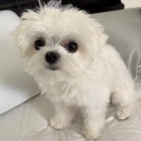 可愛すぎる