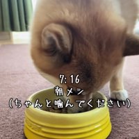 フードボウルに顔を突っ込む犬