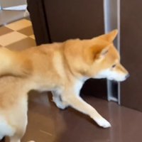 急いで部屋に戻るゆきちゃん