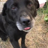 女性を見つめる犬