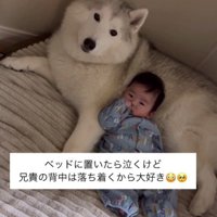 おじクマちゃんも優しい