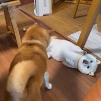 降参するモッチーちゃん