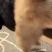 ピョーンと縦ジャンプ！