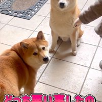 いたずらの犯人を調査