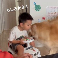 おもちゃの車の後ろに回るように犬に伝える男の子