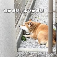 「癒されるわぁ」