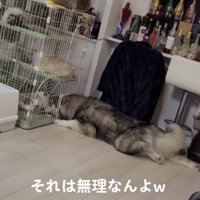 しっぽを振りながら伏せる犬